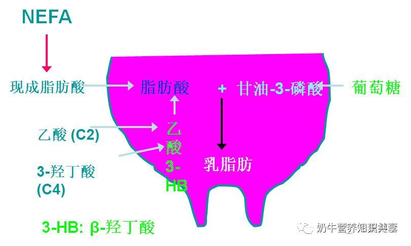 奶牛主要营养物质代谢及对乳成分的影响