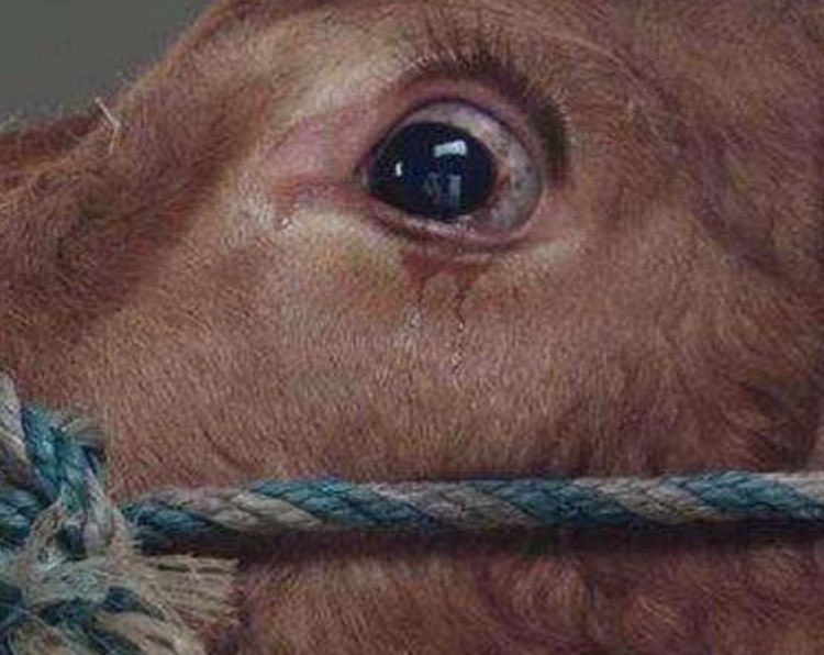 为什么农村杀牛时,要蒙住牛的眼睛?听听农民伯伯怎么说