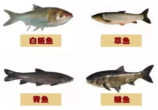 景驰科技公司浅谈“淡水鱼养殖混养方法及技术要点"(图4)