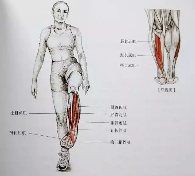 肌肉紧张显小腿粗,小腿拉伸图解告别疙瘩腿