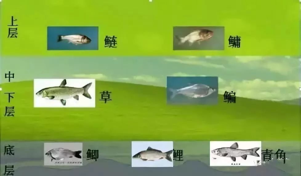 景驰科技公司浅谈“淡水鱼养殖混养方法及技术要点"(图3)