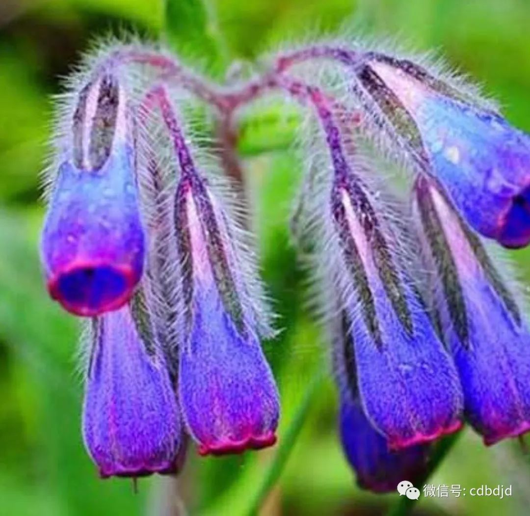 紫草属植物照片摄影图片_ID:168848531-Veer图库