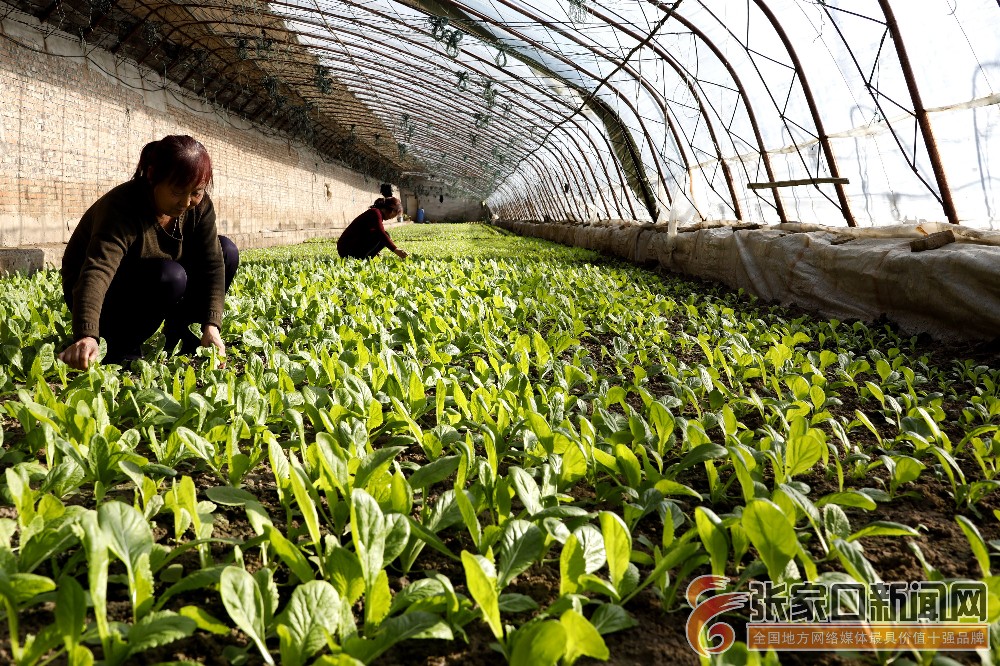 图为菜农在油菜棚内劳作.