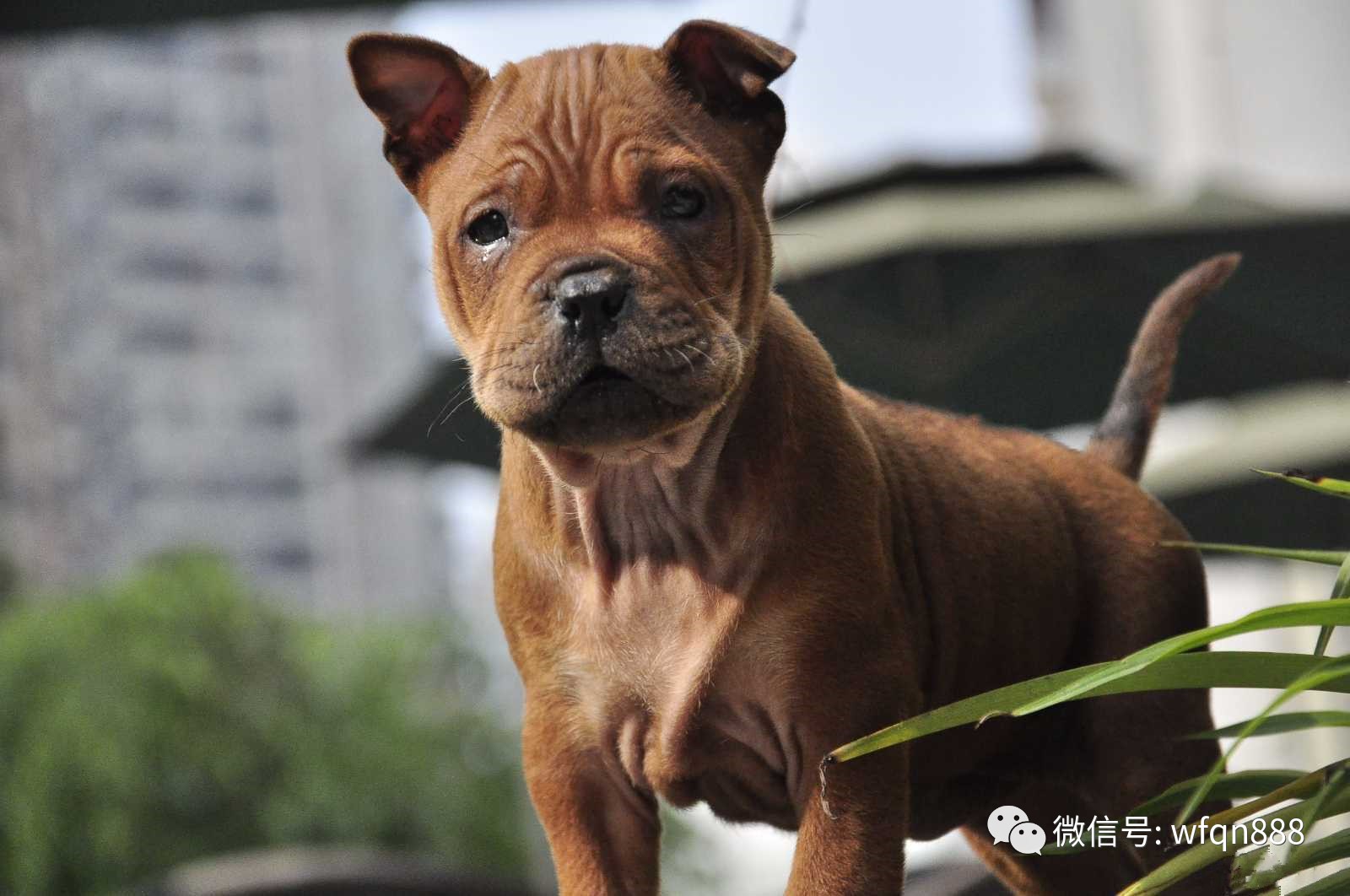 中国有一种犬，比大熊猫还珍贵，机灵敏捷，还被康熙指定宫廷御用