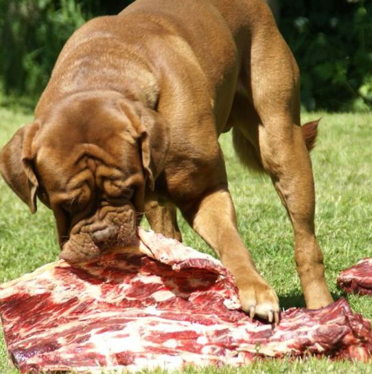 傳言，吃這種肉長大的狗狗都不同於常狗.... 萌寵 第1張