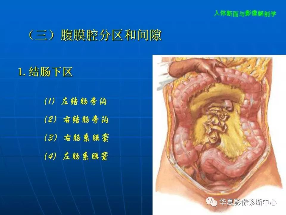 腹部断层影像解剖