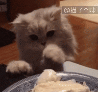 貓咪對於食物的欲望有多迫切！ 萌寵 第1張