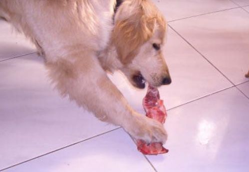 傳言，吃這種肉長大的狗狗都不同於常狗.... 萌寵 第3張