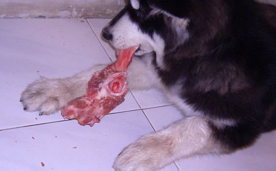 傳言，吃這種肉長大的狗狗都不同於常狗.... 萌寵 第4張