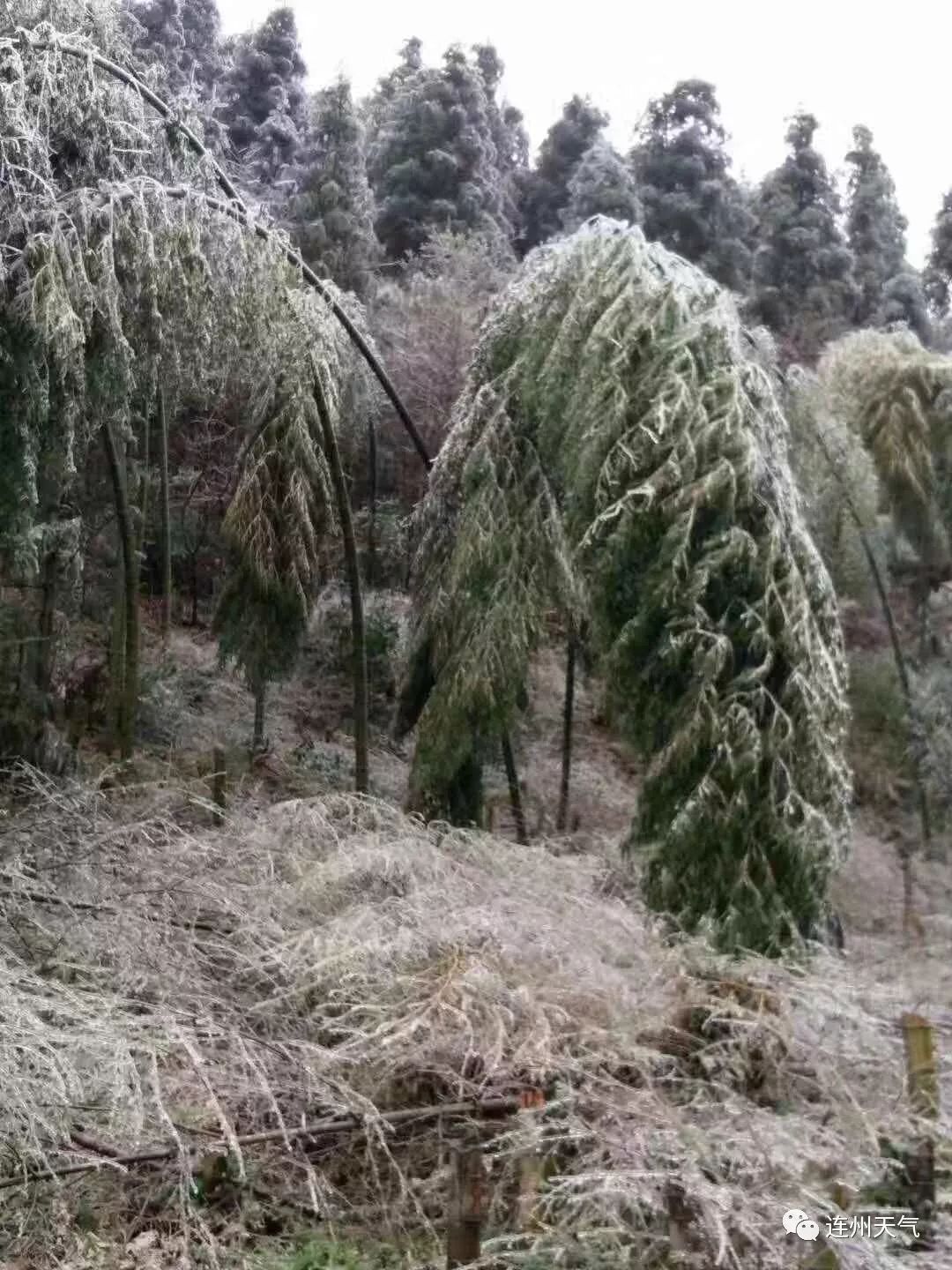 下雪啦!再冷也要点个赞