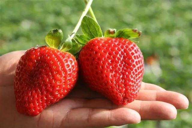 兼具藥性的6種水果 讓血管年輕！ 健康 第2張