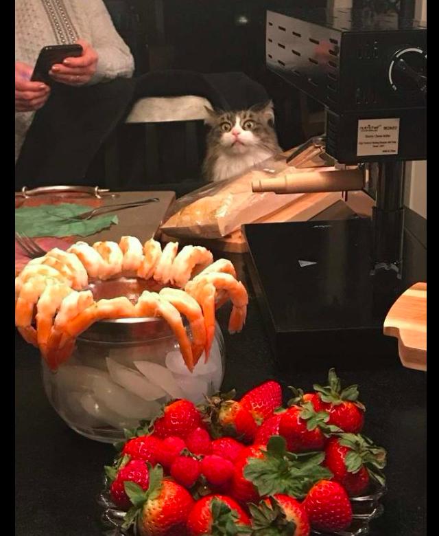貓咪看見桌子上的蝦肉後，眼睛瞪得又大又圓：這些都是我的嗎？ 萌寵 第1張