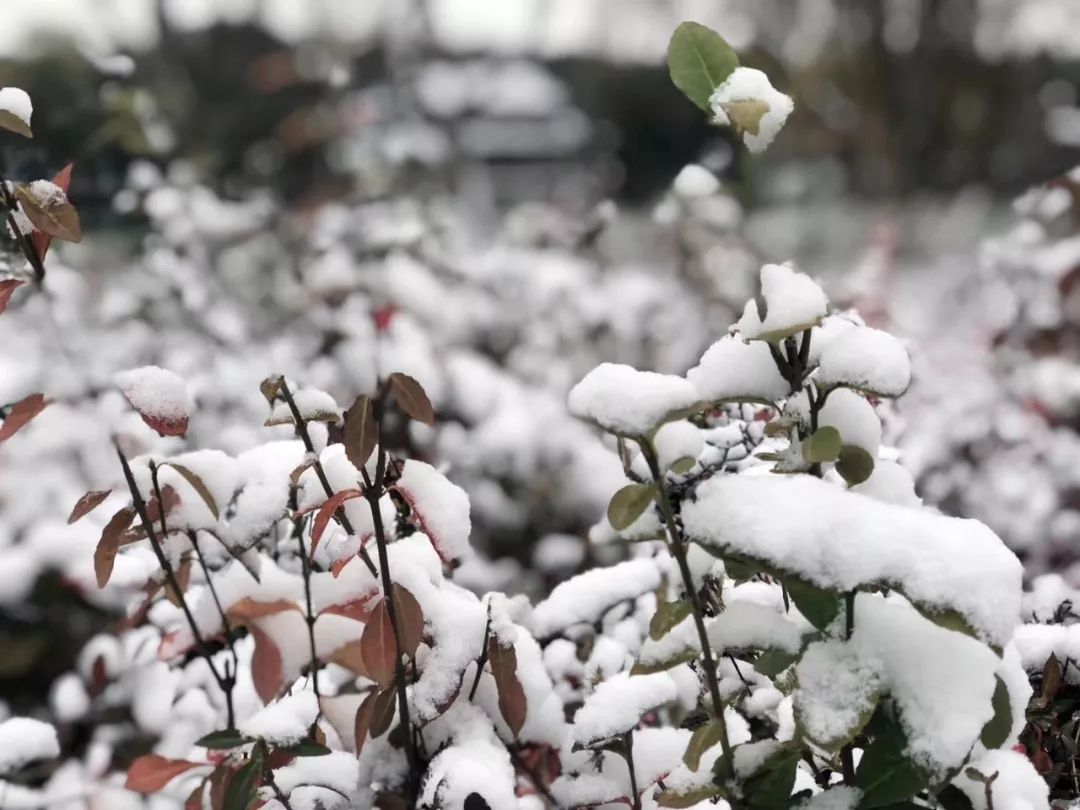 喜提初雪!苏州开启晒雪模式,最美雪景大片即将刷爆朋友圈