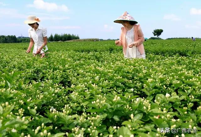 32亿元!广西横县茉莉花,增收致富花!