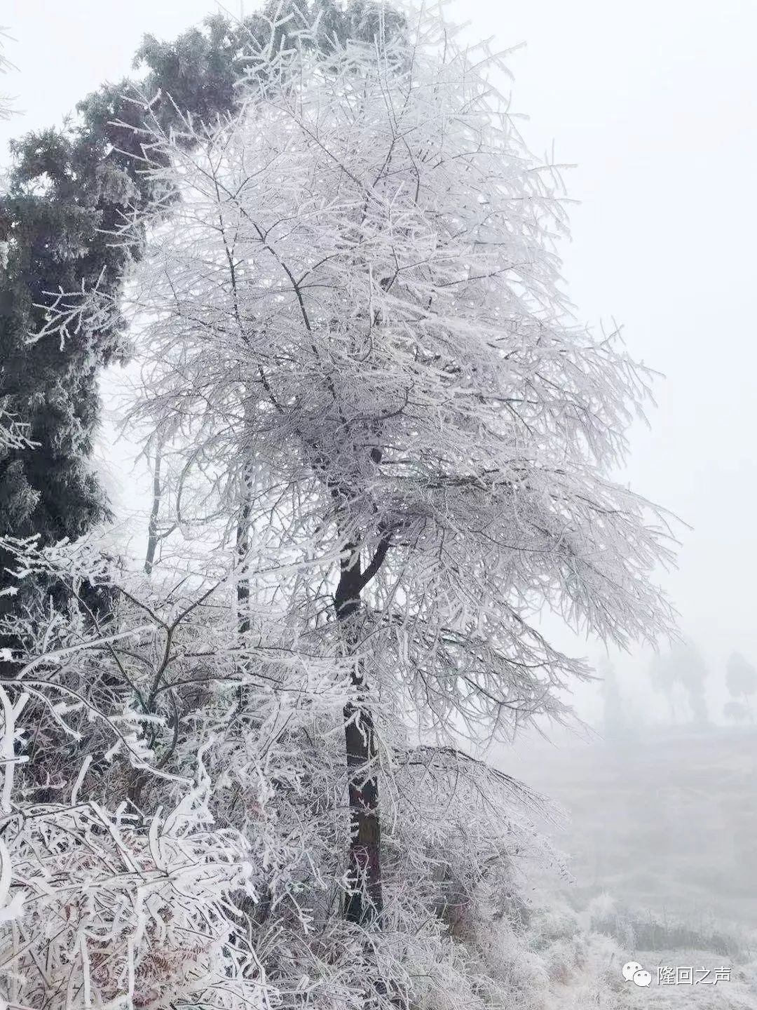 太美了隆回今冬第一场雪下得越来越大了