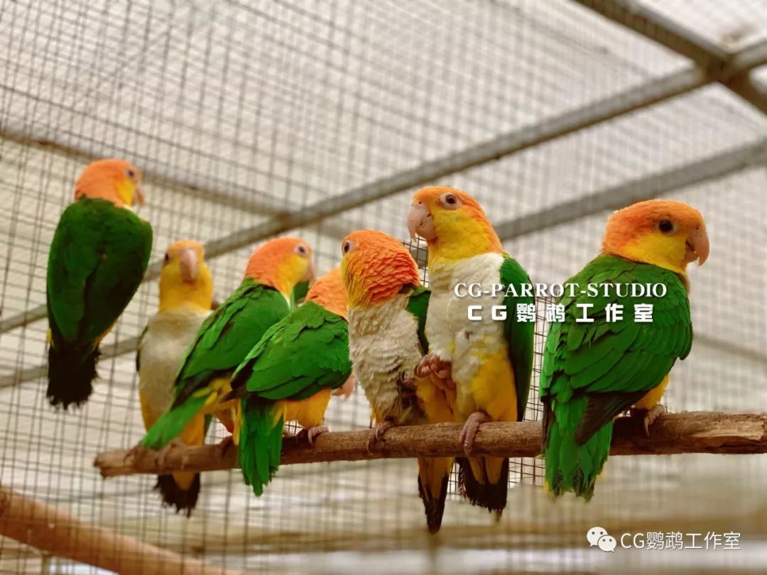 从菲律宾bii雀鸟繁殖研究中心 直接进口了一批金头凯克鹦鹉到国内时