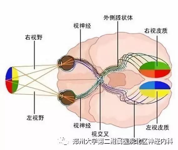 但视觉的感受还需要完整的视觉传入神经通路和大脑的视觉中枢-枕叶