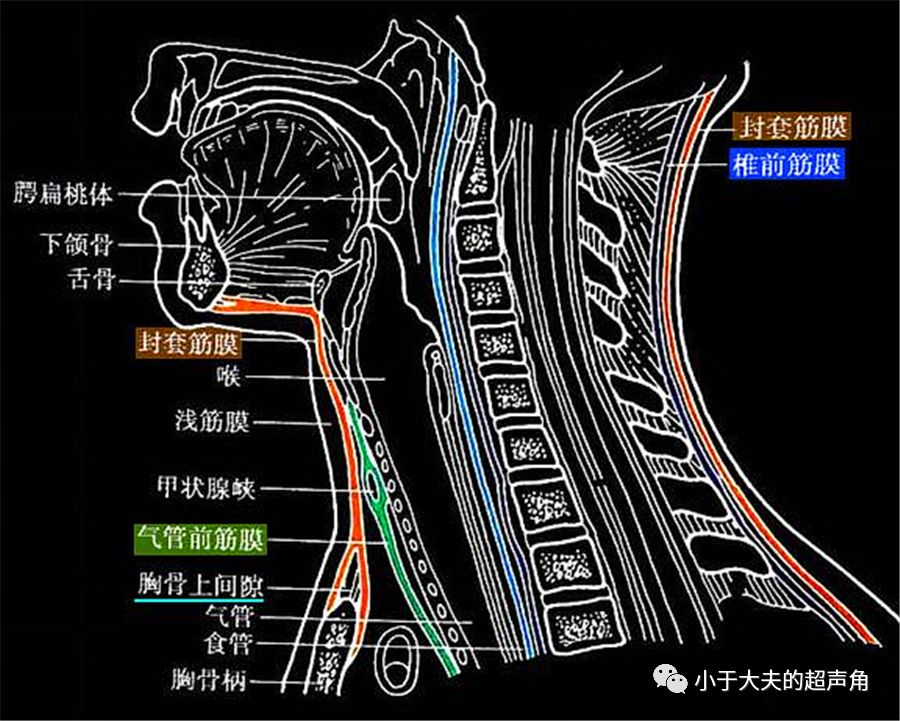 颏下淋巴结位于 颈深筋膜(又称 封套筋膜)的浅层和深层之间,临床进行