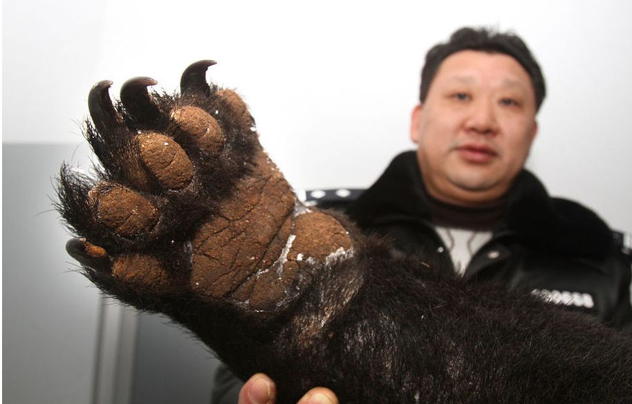 熊掌又名熊蹯为熊科动物黑熊或棕熊的脚掌