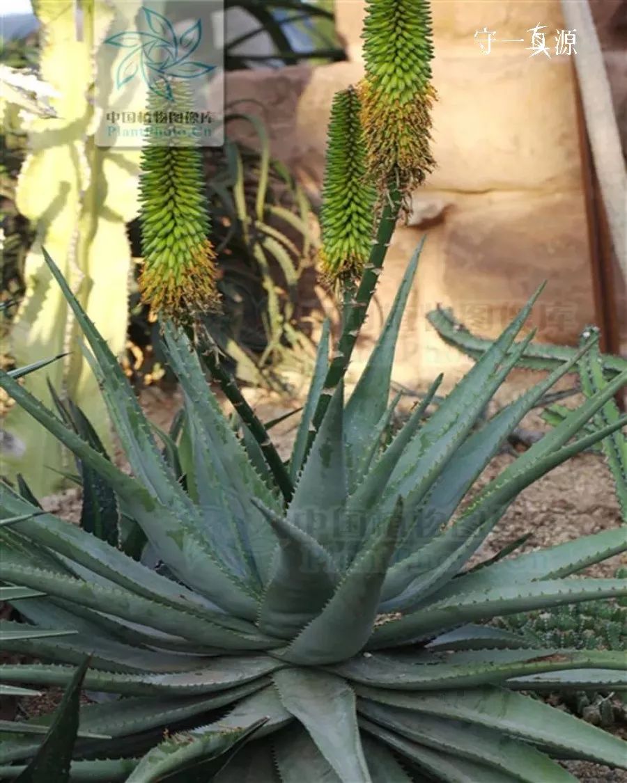 好望角芦荟库拉索芦荟芦荟鉴别一般以整株芦荟的大小,形状,叶片的大小