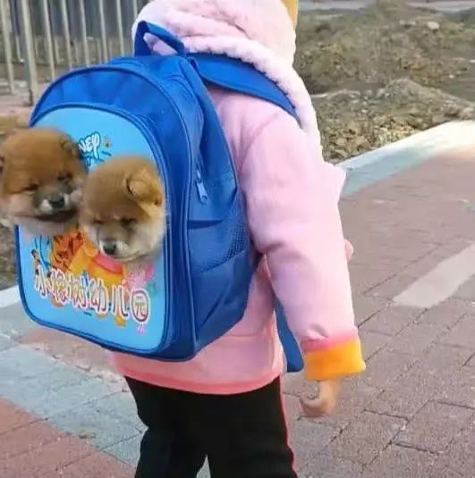 孩子背著「狗狗」去幼兒園，老師仔細一看，不相信自己的眼睛 萌寵 第1張
