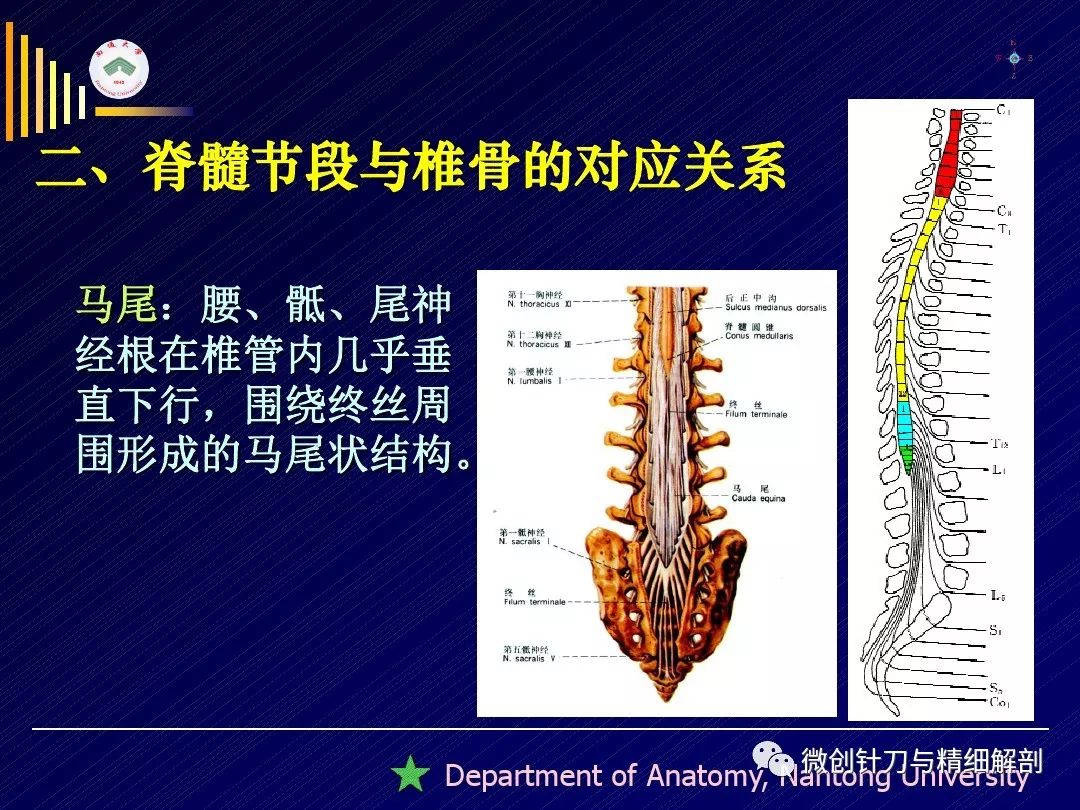 脊髓精细解剖