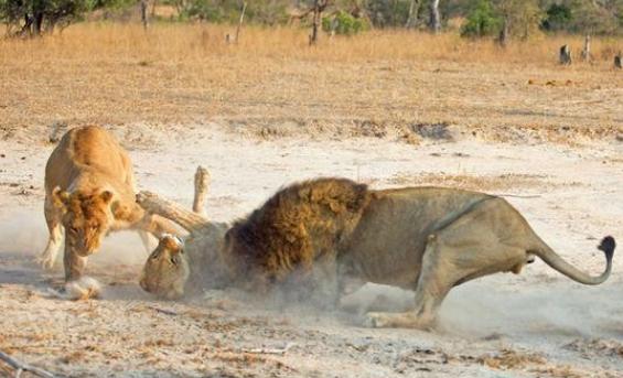 雄獅為食小獅子將母獅活活打死，一旁的母獅同伴做法讓人太感動 萌寵 第4張
