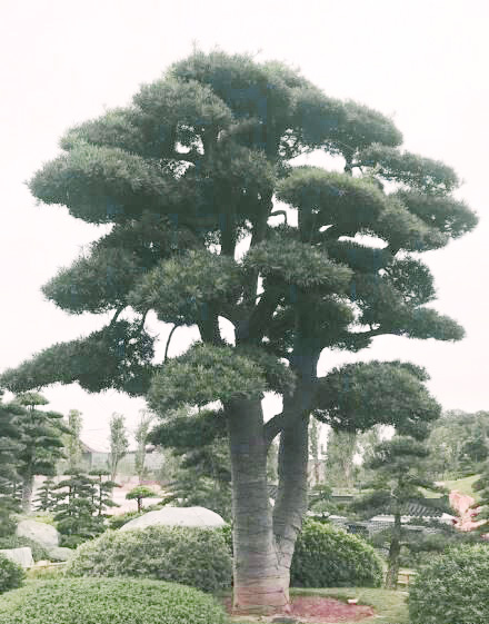 罗汉松树形美,但生长极其缓慢,想要成为盆景可不容易.