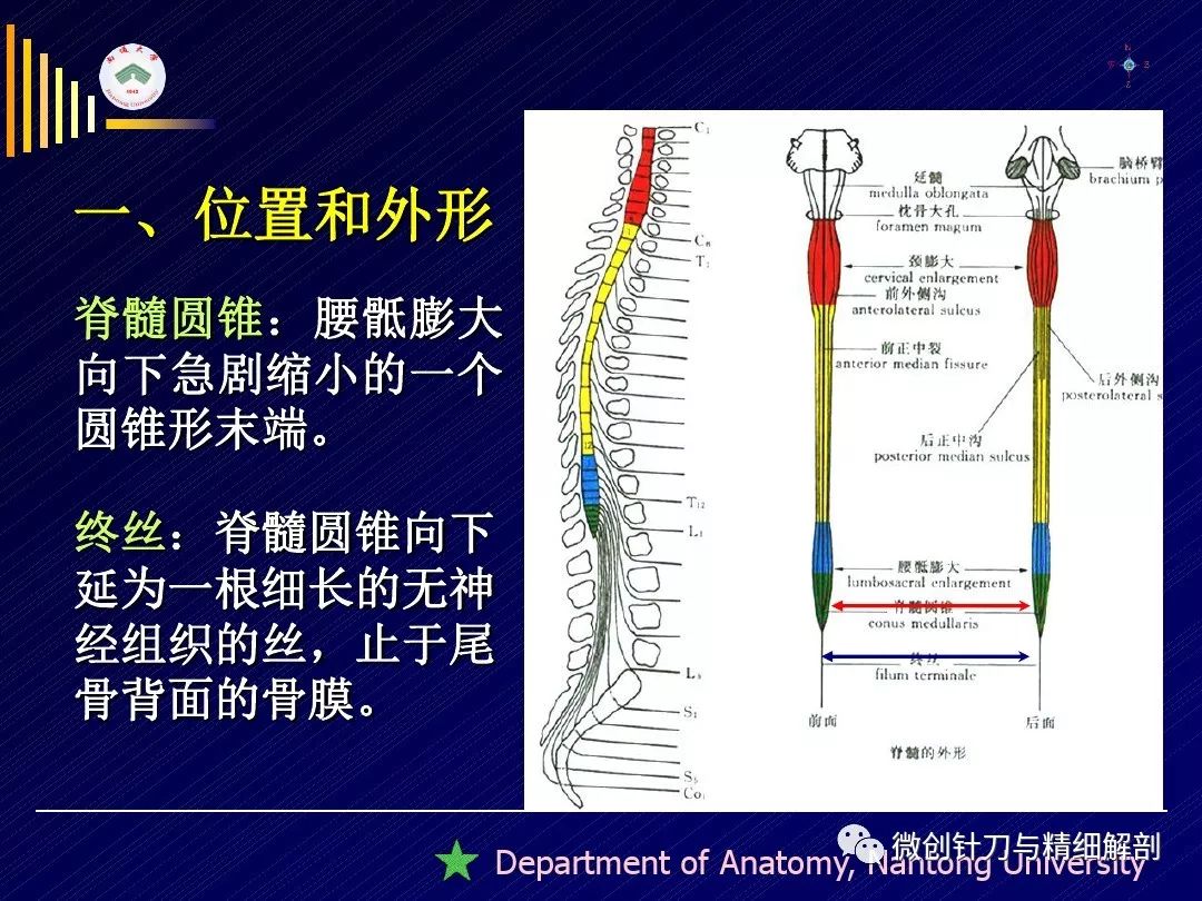 脊髓-精细解剖