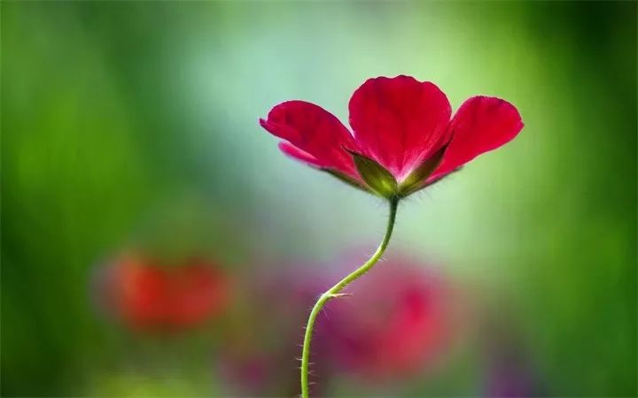 【人生丝语】善良,一朵心灵之花
