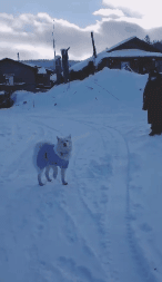 大冬天还要出去遛狗，是一种什么样的体验？