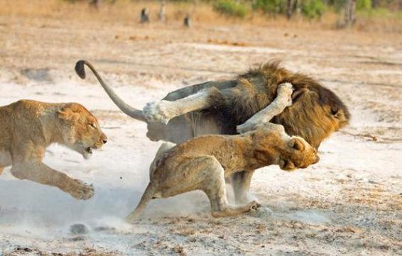 雄獅為食小獅子將母獅活活打死，一旁的母獅同伴做法讓人太感動 萌寵 第2張