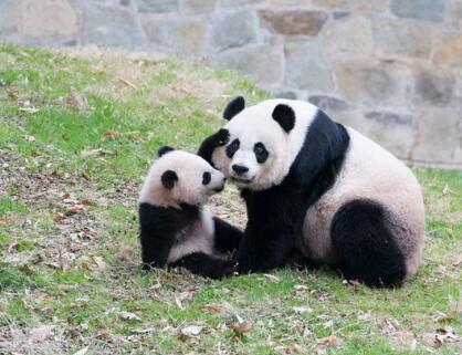 熊猫宝宝小时候做出的那些蠢萌的事,哪个让你忍不住笑