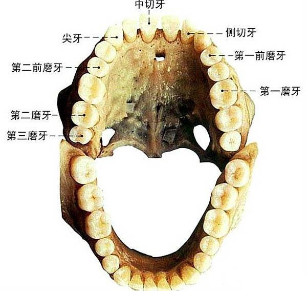 天生牙黄怎么办变白