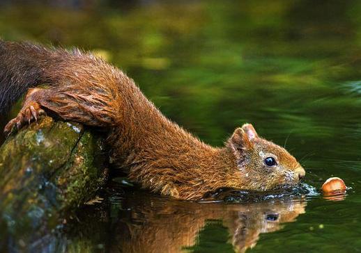 一只小松鼠盯著水裡看了一會一個猛子直接紮進去，原來就為了這 萌寵 第3張