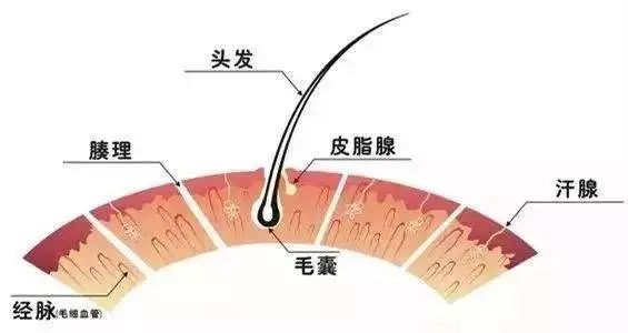 我们都知道,头发的生长与 毛囊有着直接的关系 但熬夜,加