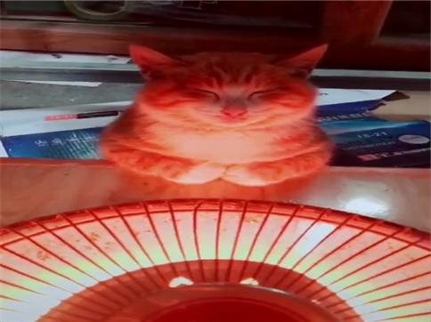 主人把取暖器放在桌上，橘貓趕緊端起小手過來烤火，這表情好享受 萌寵 第2張