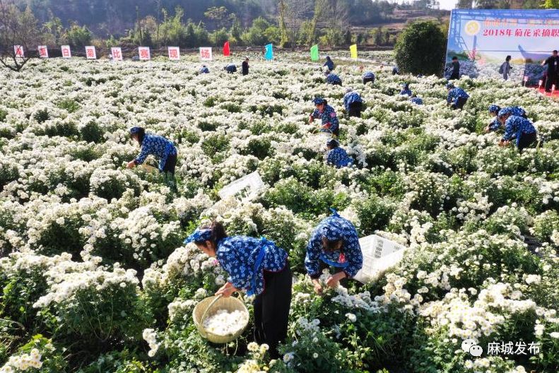 菊花加上她!是时候拿出来显摆了