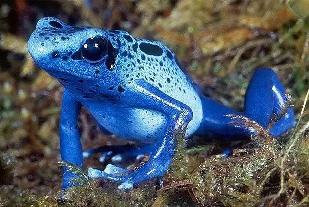 钴蓝箭毒蛙的黑斑每隻都不同由于蝌蚪是会互相吞食的,所以必须单独