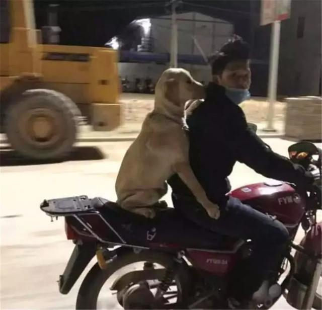 坐在摩托车后座的狗狗：主人，你再回头，就吓死狗狗了！