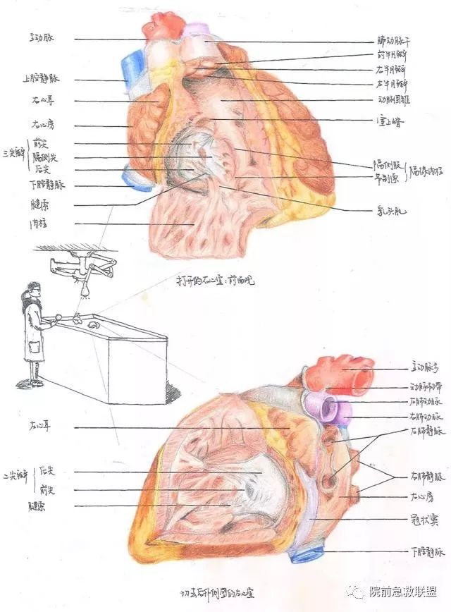 中南医学生解剖学手绘图走红网友被学医耽误的灵魂画手