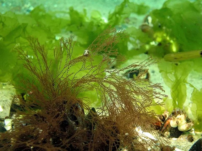 食藻生物:surgeon fishes(刺尾鱼 diadema urchin(冠海胆.返回搜