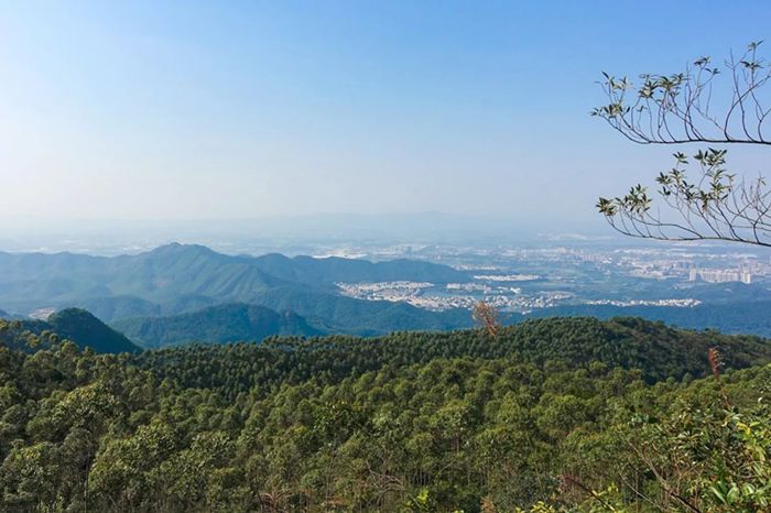 【高明茶山行】12.16周日登高明茶山赏美景 品美味茶山鸡1天行