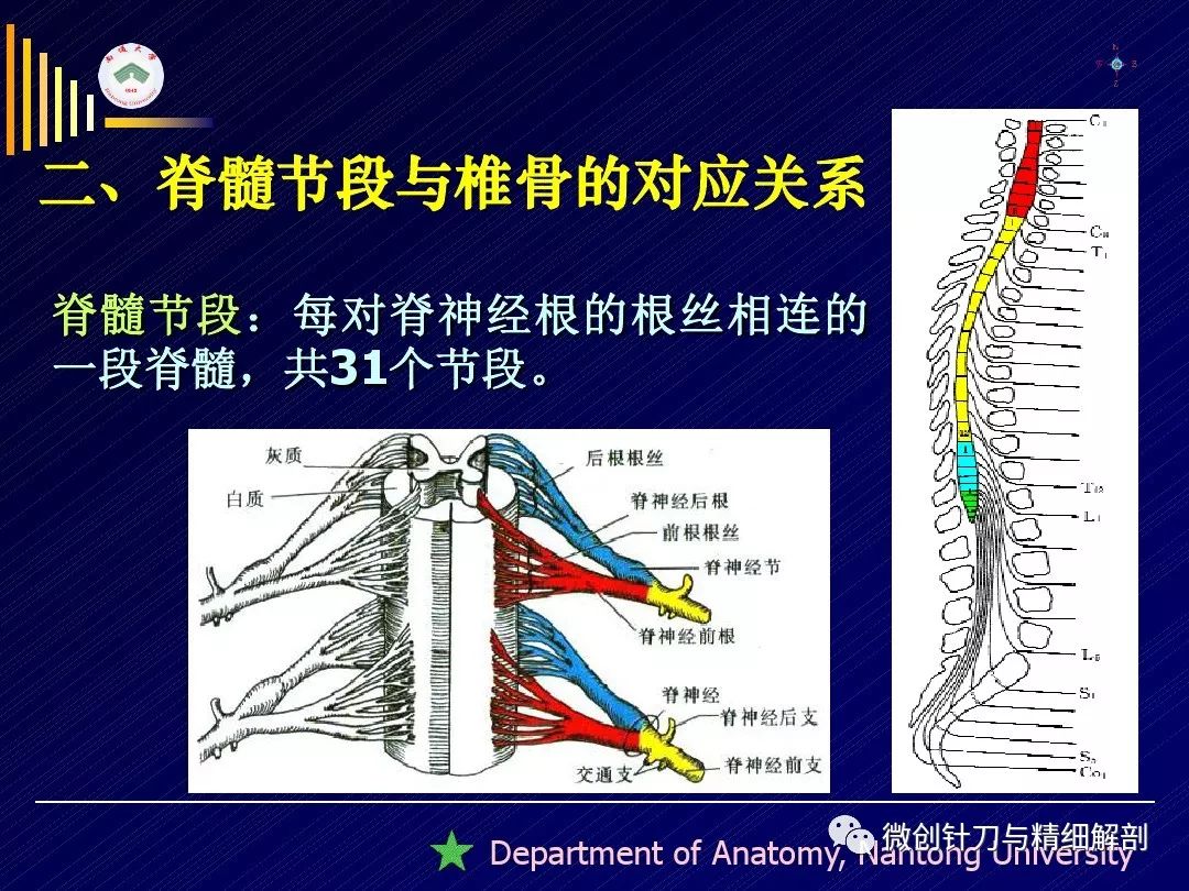 脊髓精细解剖