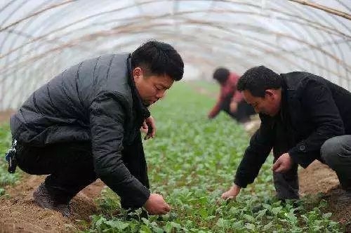 一号农场老总_农场图片卡通(3)