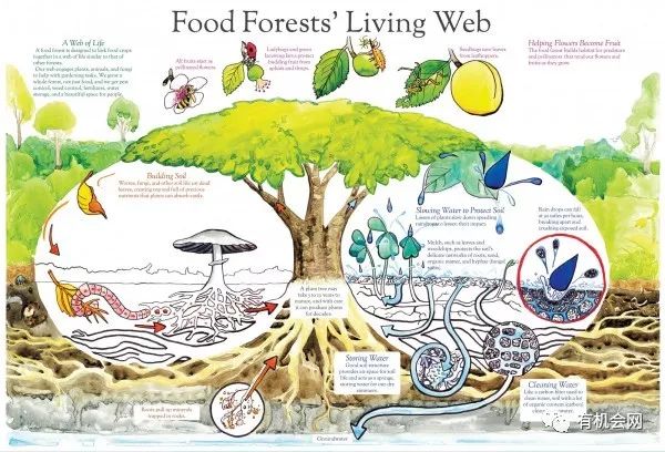 食物森林:可以吃的多样化生态系统