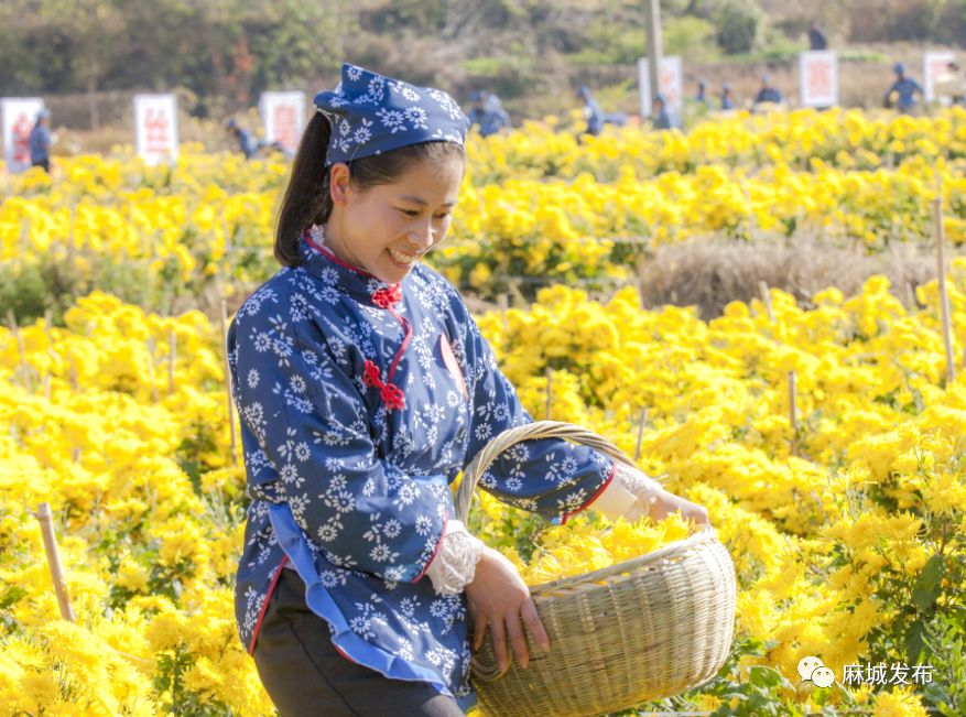 菊花加上她!是时候拿出来显摆了