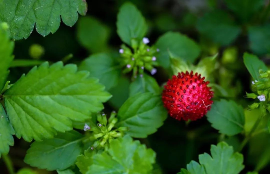 因而有毒",现代医学认为蛇莓是一种重要的药用植物,虽然有微弱毒性