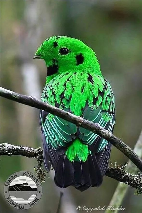 黑喉绿阔嘴鸟(whitehead"s broadbill)