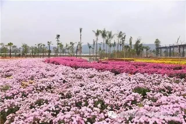 绵阳国际兰花园荣登"四川十大赏花旅游目的地"榜首(文